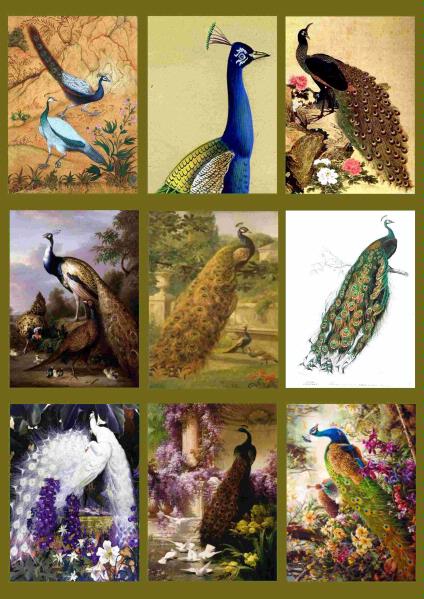Fabulous Peacock Papers Set 2 Toppers & Backers - 11 x A4